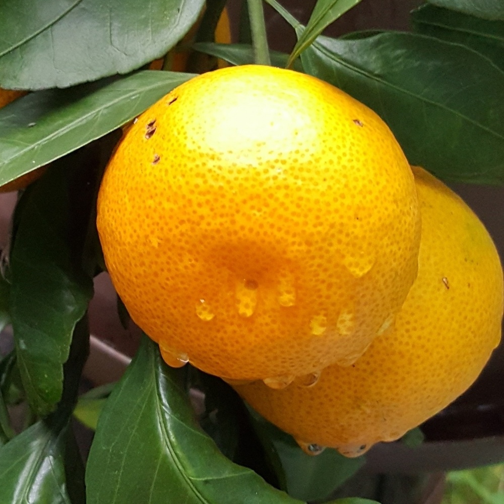 Meet your Posher, Tanya